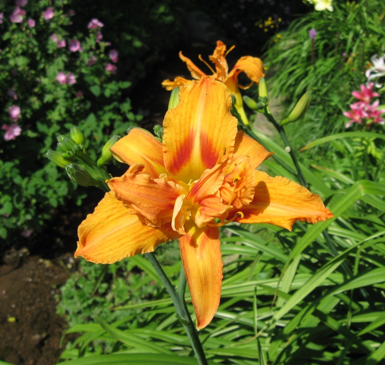 HEMEROCALLIS APRICOT BEAUTY