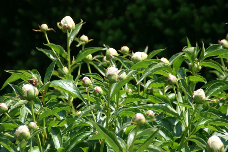 PAEONIA LACTIFLORA PATIO IN VARIETA'