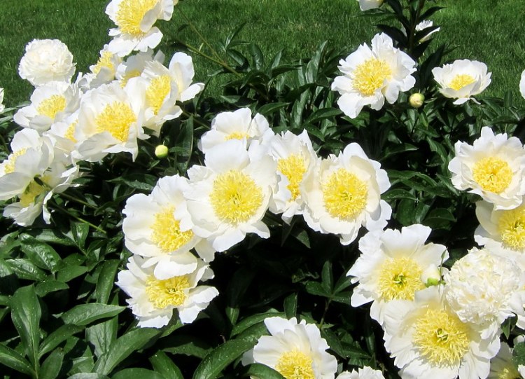 PAEONIA PATIO DUBLIN