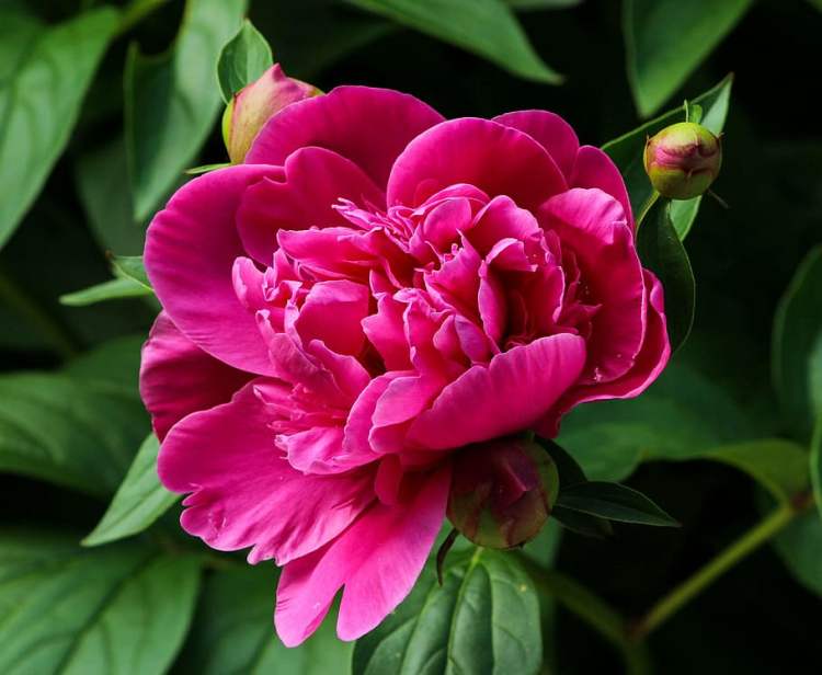 PAEONIA PATIO LONDON