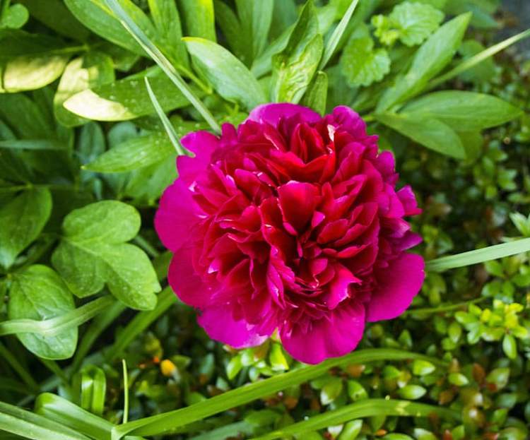 PAEONIA PATIO LONDON