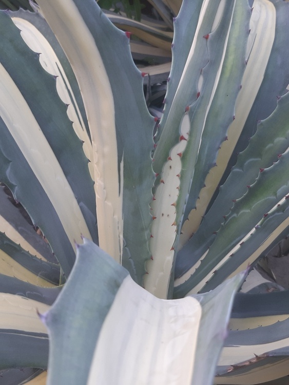 AGAVE AMERICANA MEDIOPICTA