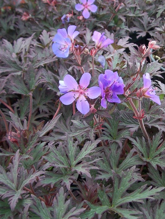 GERANIUM PRATENSE DARK REITER