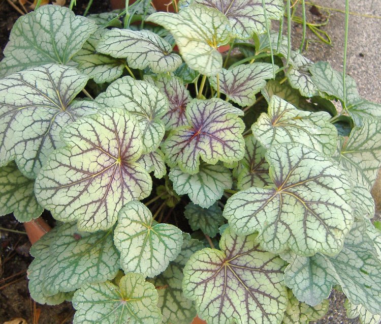 HEUCHERA X GREEN SPICE
