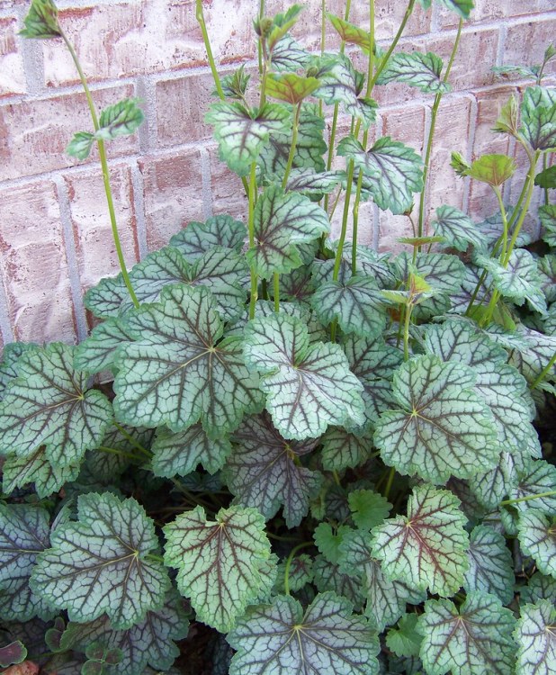 HEUCHERA X GREEN SPICE
