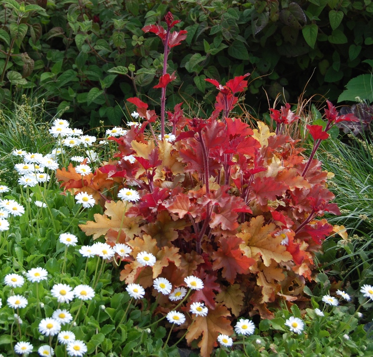HEUCHERA X MARMALADE