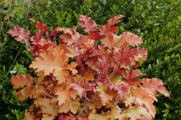 HEUCHERA X MARMALADE