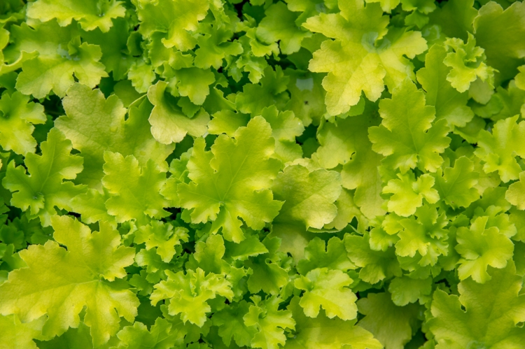 HEUCHERA X LIME MARMALADE