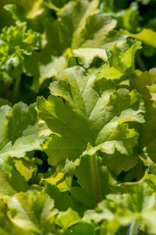 HEUCHERA X LIME MARMALADE
