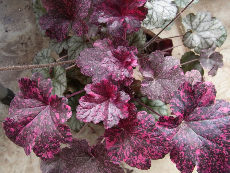 HEUCHERA X MIDNIGHT ROSE