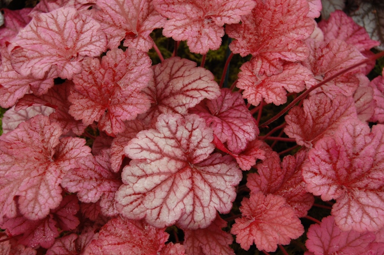 HEUCHERA X BERRY SMOOTHIE