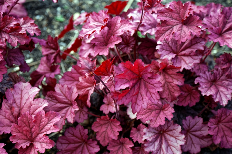 HEUCHERA X BERRY SMOOTHIE