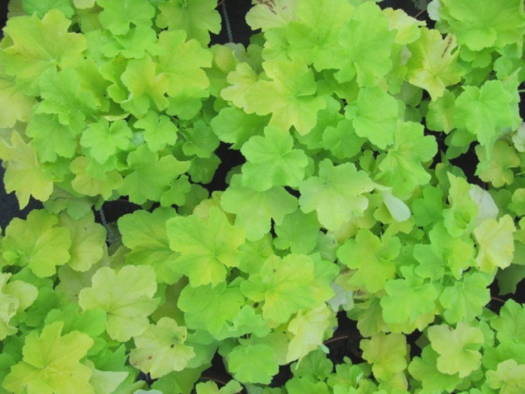 HEUCHERA X BLONDIE LIME