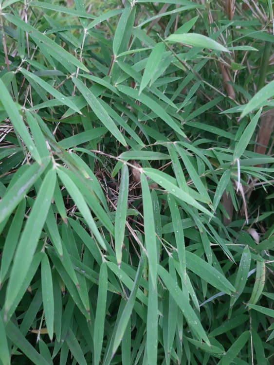 FARGESIA ANGUSTISSIMA