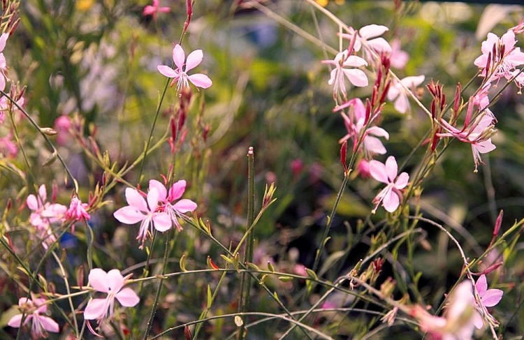 GAURA LINDHEIMERI COMPACT PINK