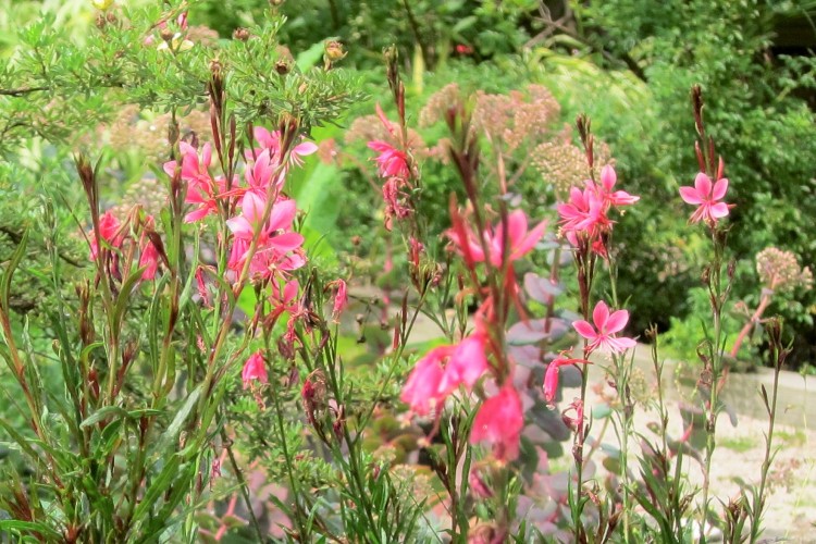 GAURA LINDHEIMERI COMPACT PINK