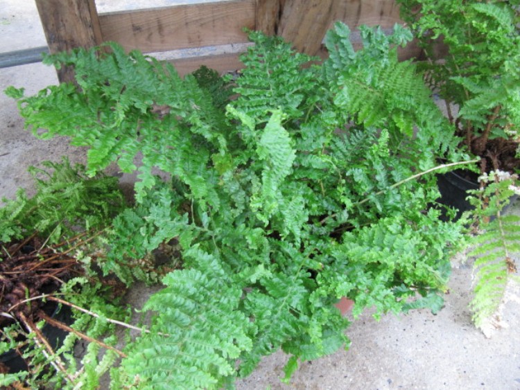 DRYOPTERIS FILIX-MAS CRISPA