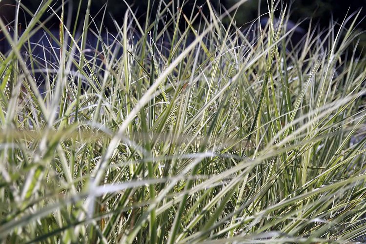 MISCANTHUS SINENSIS MORNING BRIGHT