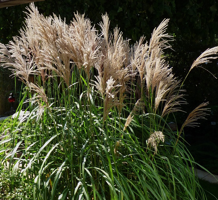 MISCANTHUS SINENSIS MALEPARTUS