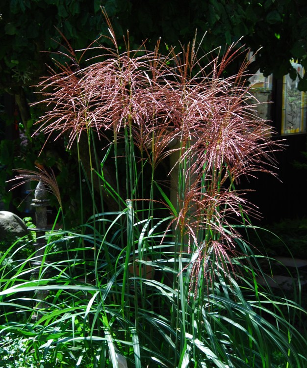 MISCANTHUS SINENSIS MALEPARTUS