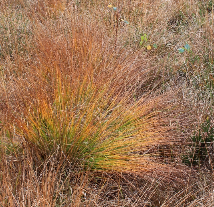 MOLINIA CAERULEA HEIDEBRAUT