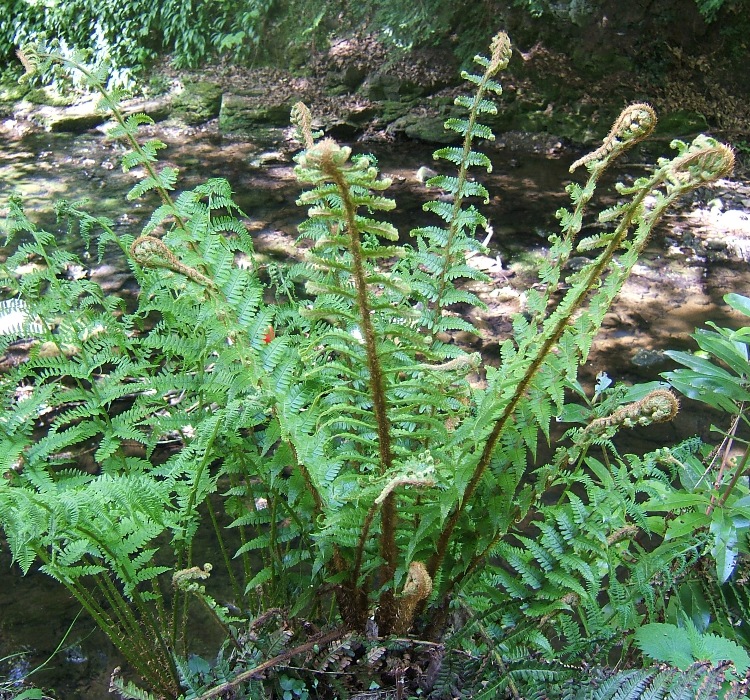 DRYOPTERIS AFFINIS THE KING