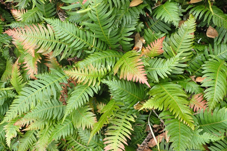 DOODIA ASPERA
