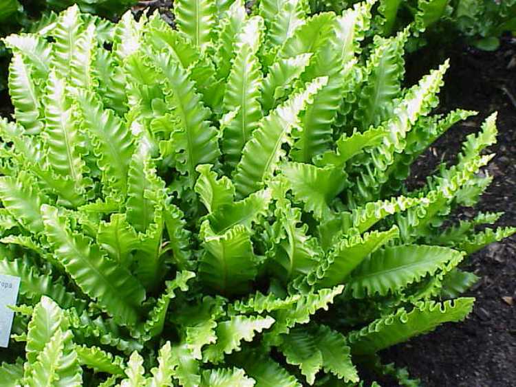 PHYLLITIS SCOLOPENDRIUM ANGUSTIFOLIA