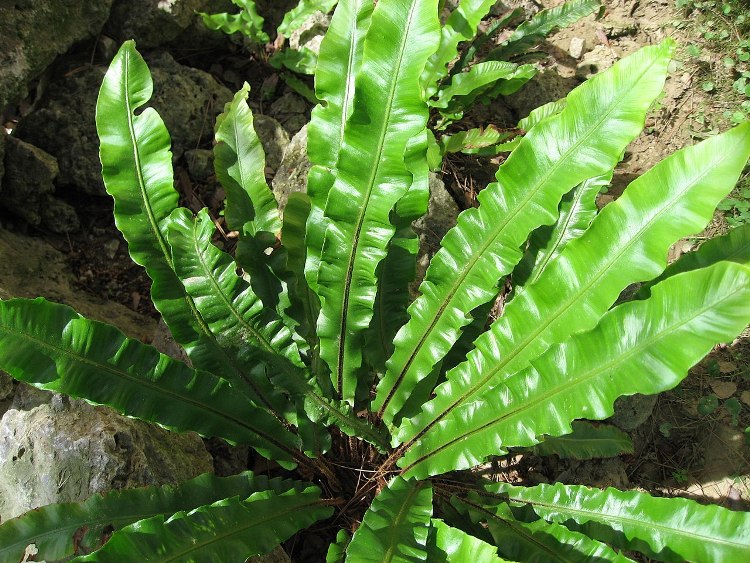 PHYLLITIS SCOLOPENDRIUM ANGUSTIFOLIA