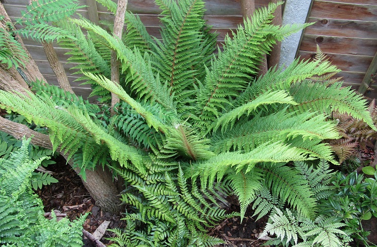 POLYSTICHUM SETIFERUM DAHLEM