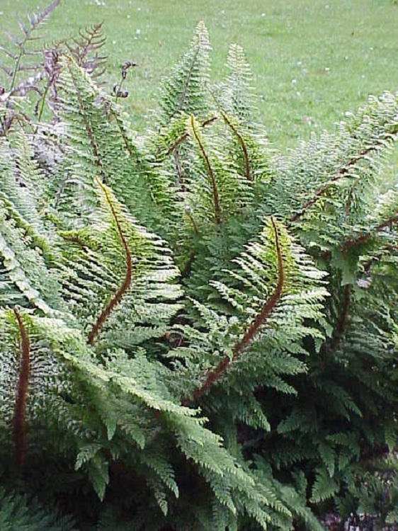 POLYSTICHUM SETIFERUM PLUMOSUM DENSUM