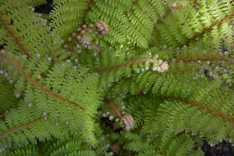 POLYSTICHUM SETIFERUM PLUMOSUM DENSUM
