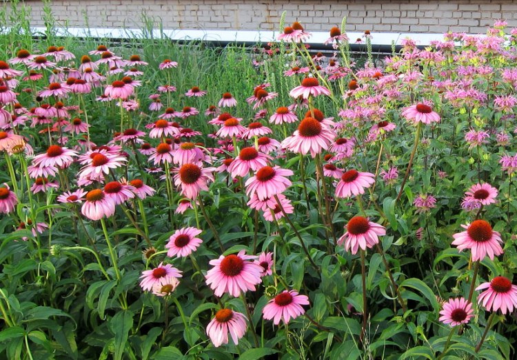 ECHINACEA PURPUREA MAGNUS