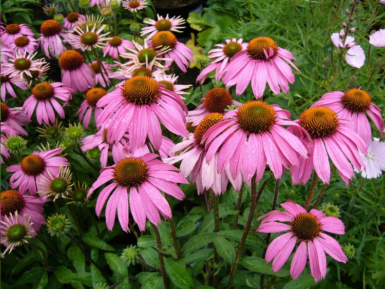 ECHINACEA PURPUREA MAGNUS