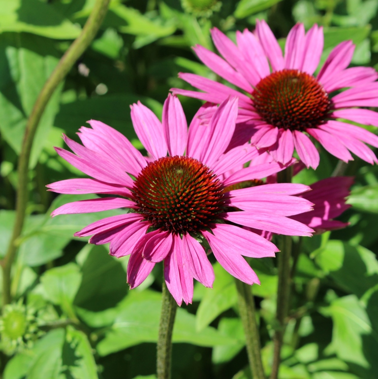 ECHINACEA PURPUREA MAGNUS