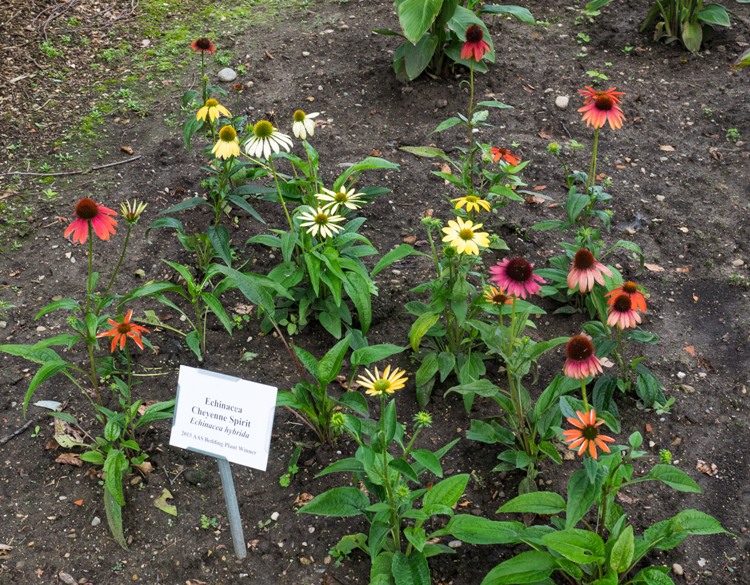 ECHINACEA PURPUREA CHEYENNE SPIRIT