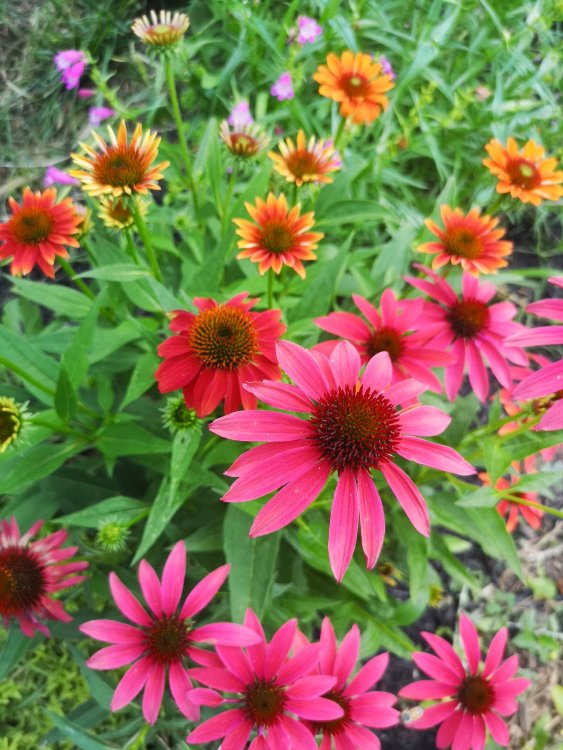 ECHINACEA PURPUREA CHEYENNE SPIRIT