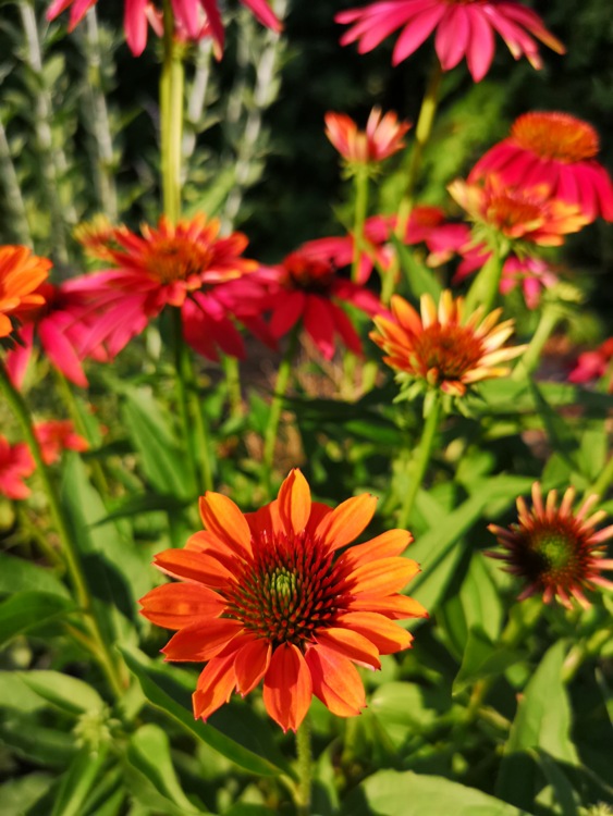 ECHINACEA PURPUREA CHEYENNE SPIRIT