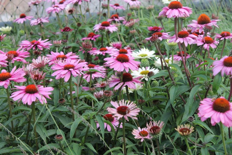 ECHINACEA PURPUREA MAGNUS SUPERIOR