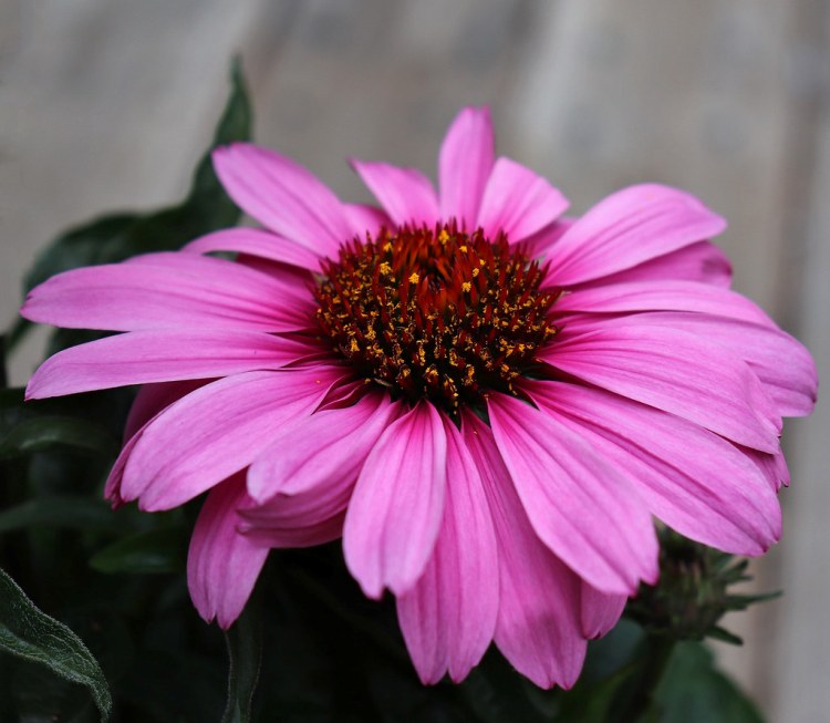ECHINACEA PURPUREA MAGNUS SUPERIOR