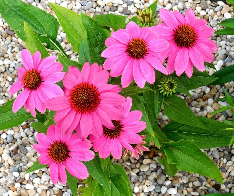 ECHINACEA PURPUREA SUNSEEKER MAGENTA