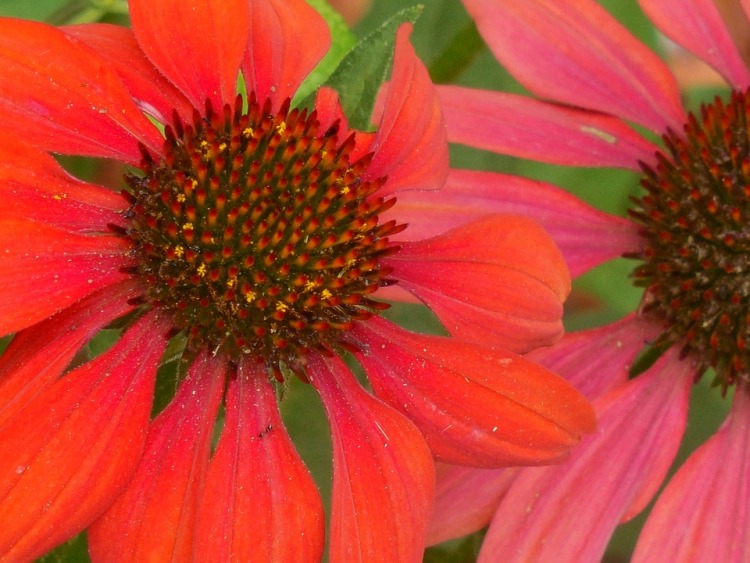 ECHINACEA PURPUREA SUNSEEKER RED
