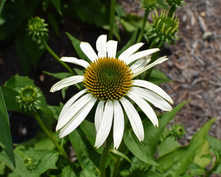 ECHINACEA PURPUREA SUNSEEKER WHITE
