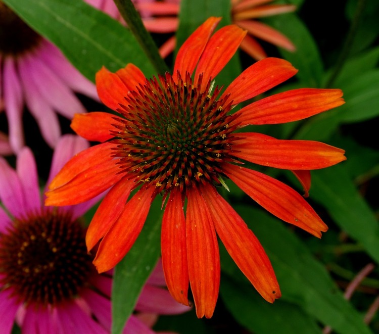 ECHINACEA PURPUREA TOMATO SOUP
