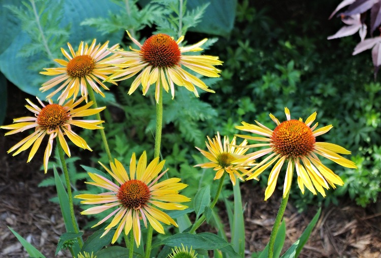 ECHINACEA PURPUREA HARVEST MOON