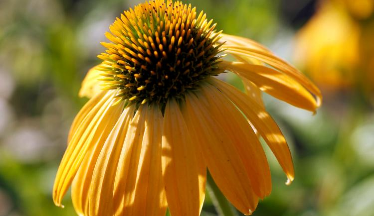 ECHINACEA PURPUREA HARVEST MOON