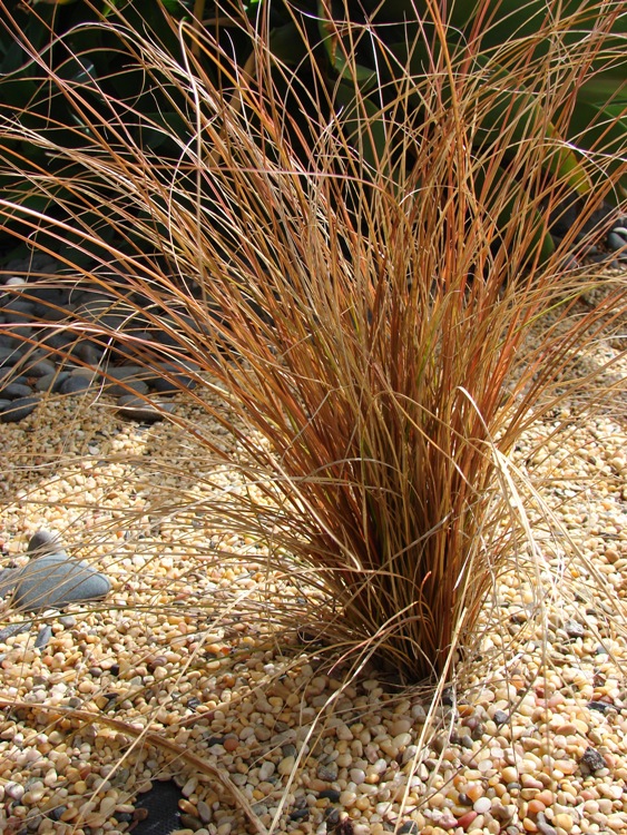 CAREX COMANS BRONCO