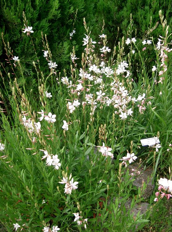 GAURA LINDHEIMERI GEYSER WHITE