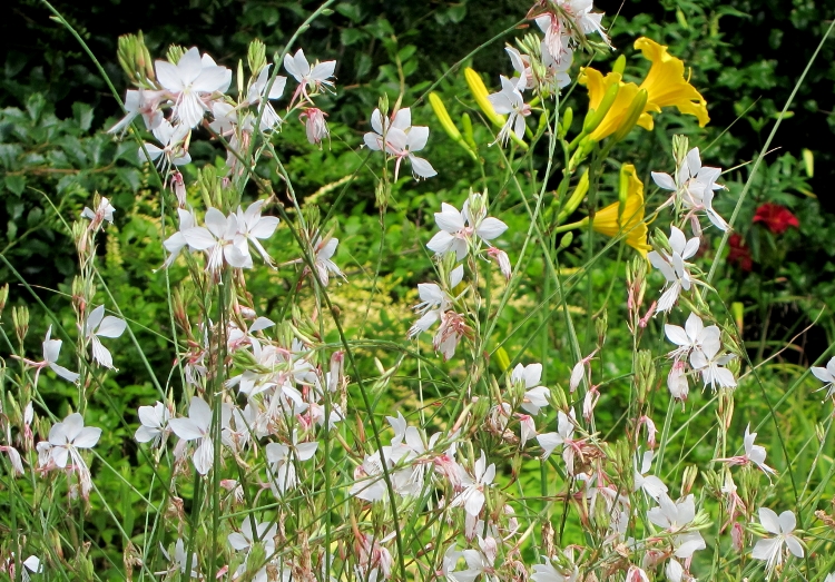 GAURA LINDHEIMERI GEYSER WHITE