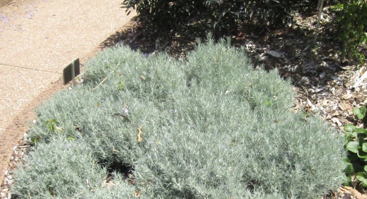 HELICHRYSUM ITALICUM SILVER BALL